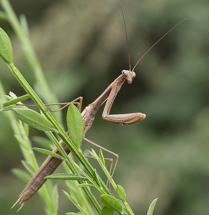 Mantis religiosa, maschio