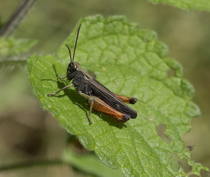 Omocestus (Omocestus) rufipes, maschio