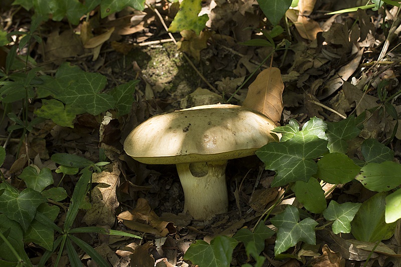 Boletus