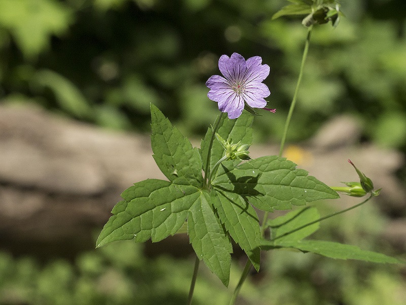 Geranium nodosum