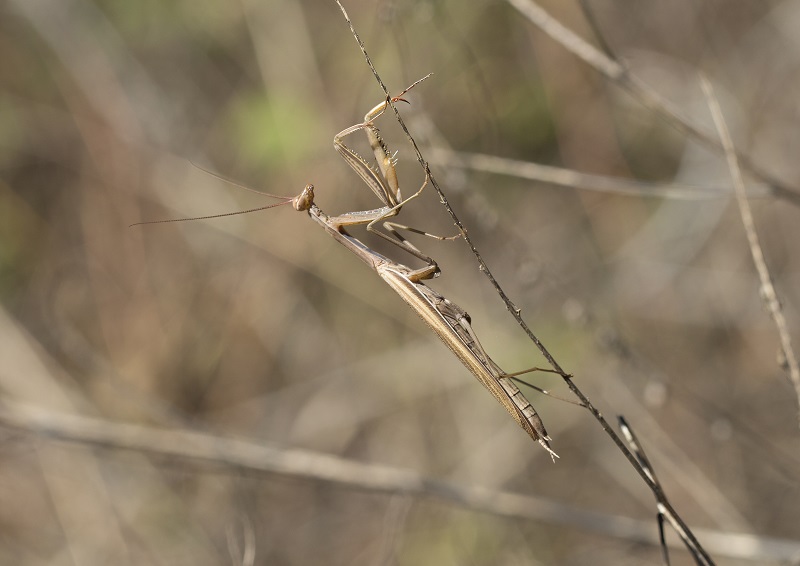 Mantide marrone:  Mantis religiosa, maschio