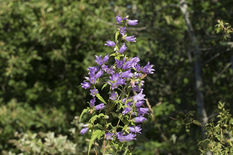 Campanula trachelium
