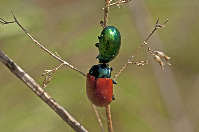2 Chrysolina sp.?