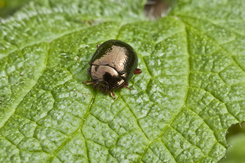 Chrysolina bankii - Massa Marittima (GR)