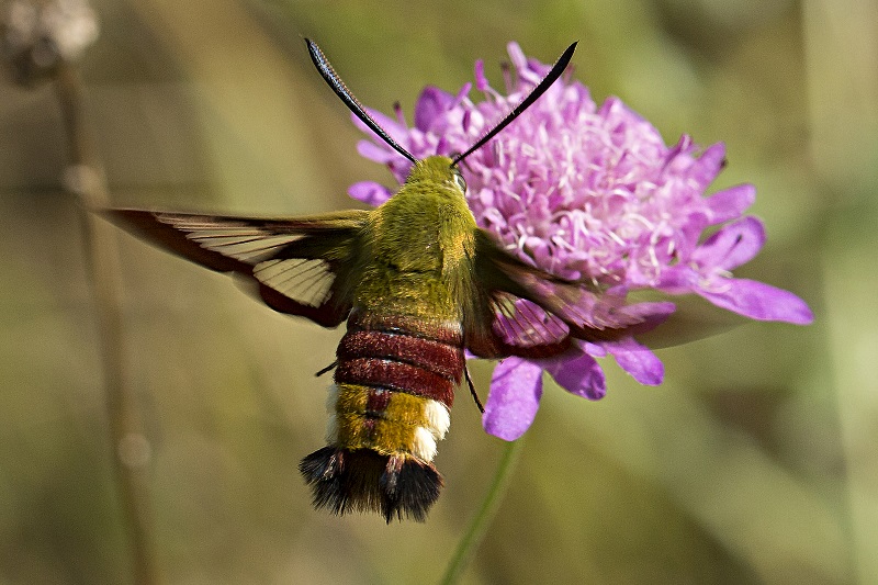 Macroglossum id - Hemaris fuciformis