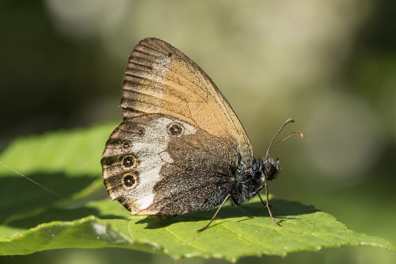 Piccola farfalla - Coenonympha arcania