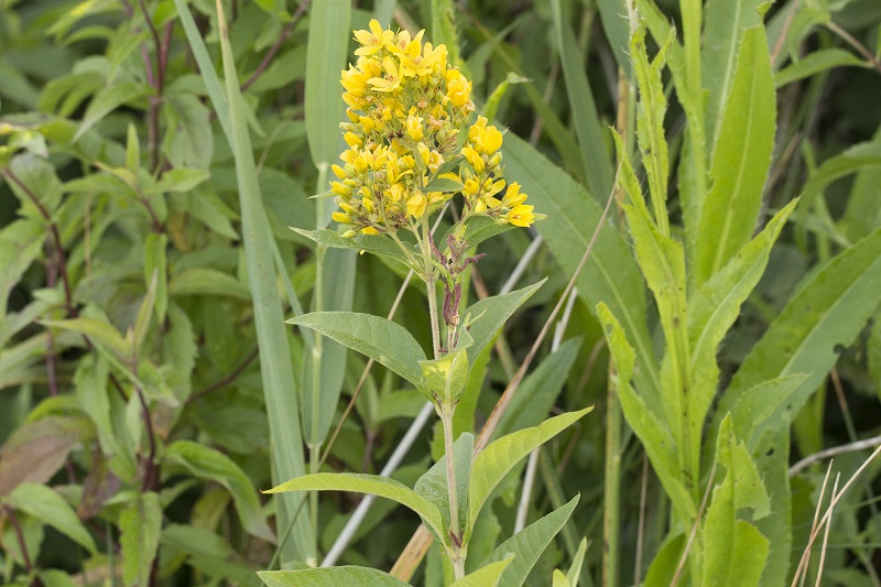 Lysimachia vulgaris