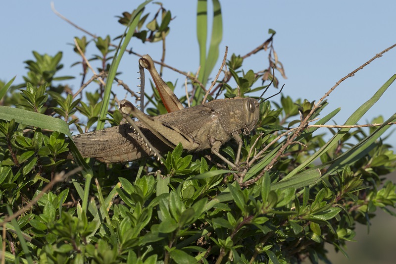 Anacridium aegyptium (Acrididae)
