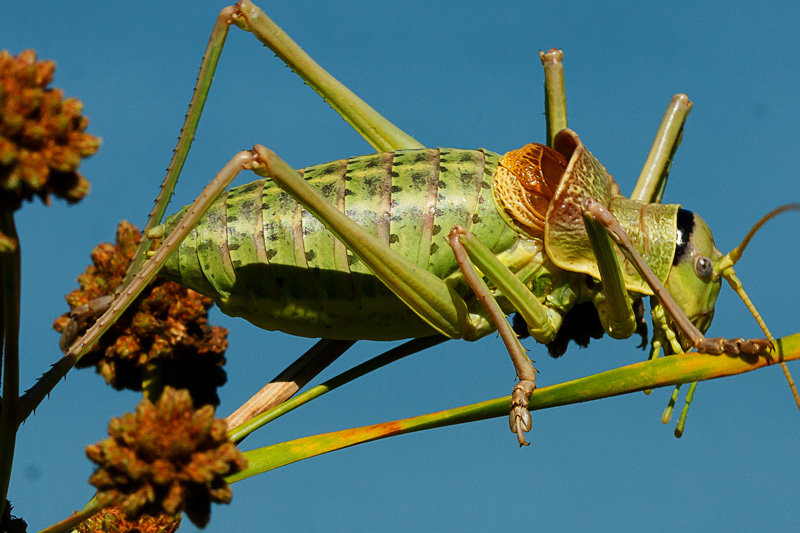 id grillo verde