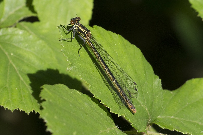 piccola libellula da id