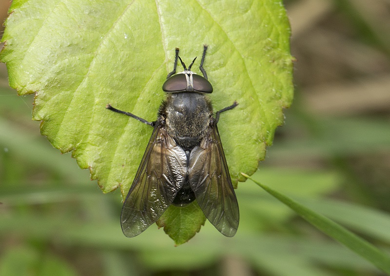 mosca da id