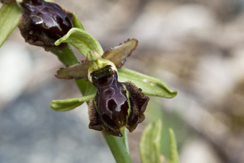ophrys spehgodes o ibrido