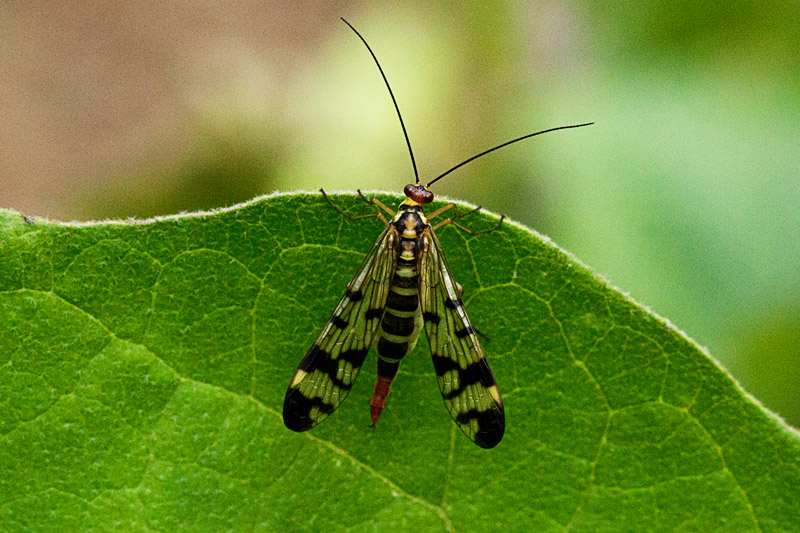 Panorpa gr. cognata, femmina