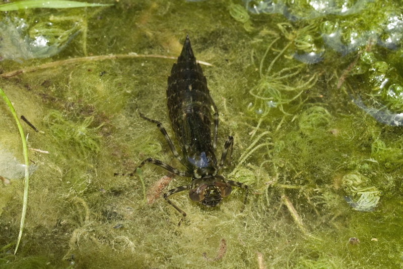 id  larva di libellula - Aeshna cyanea