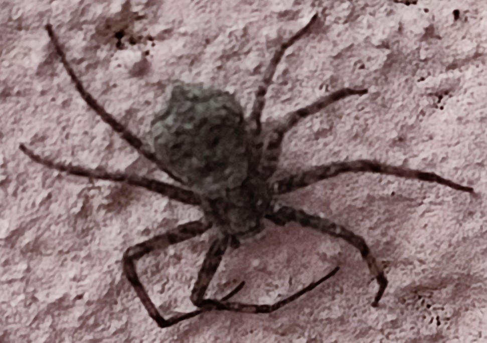 Philodromus sp. e Cheiracanthium mildei