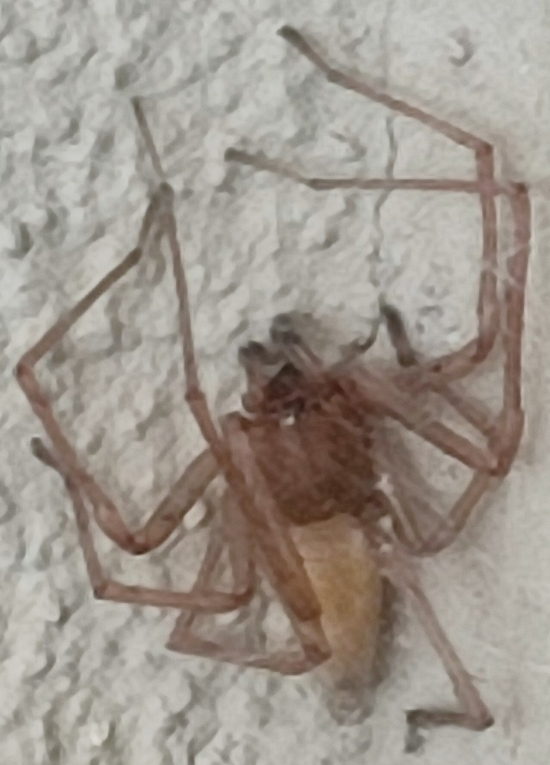 Philodromus sp. e Cheiracanthium mildei