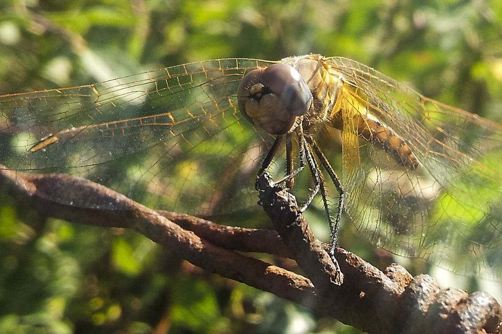 Identificazione: Sympetrum... oops, Trithemis annulata