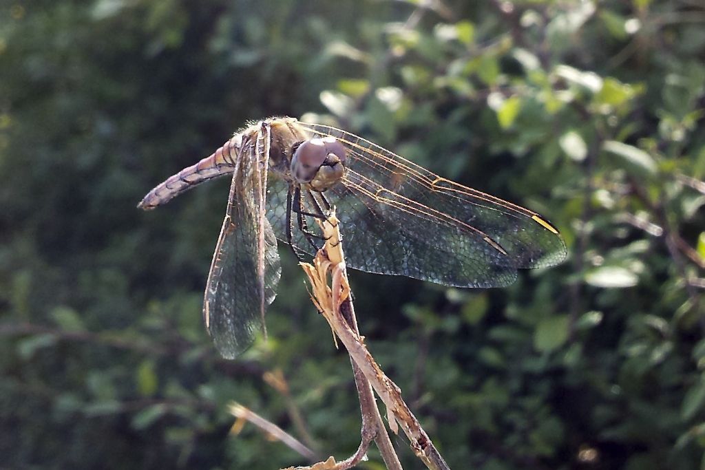 Identificazione: Sympetrum... oops, Trithemis annulata