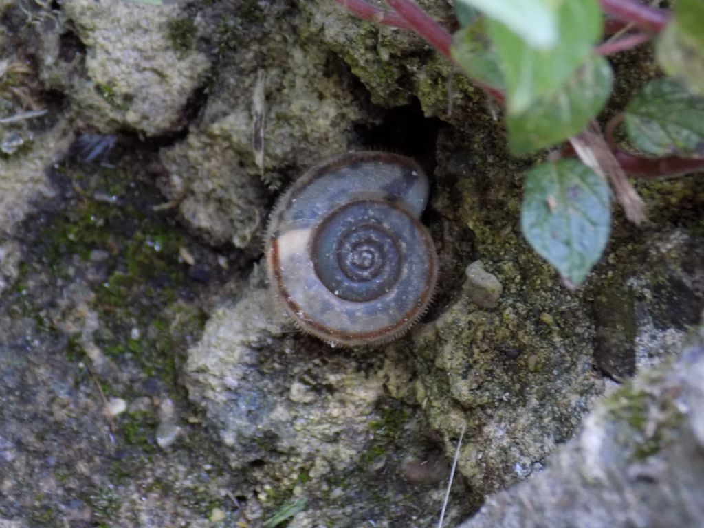 Conferma Chilostoma lefeburianum