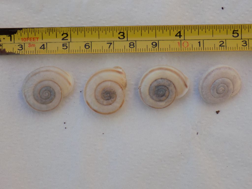 Conferma Chilostoma lefeburianum