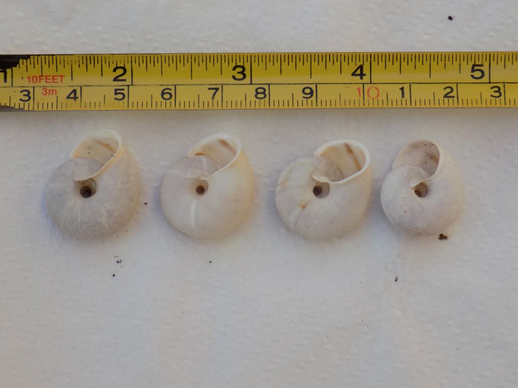 Conferma Chilostoma lefeburianum