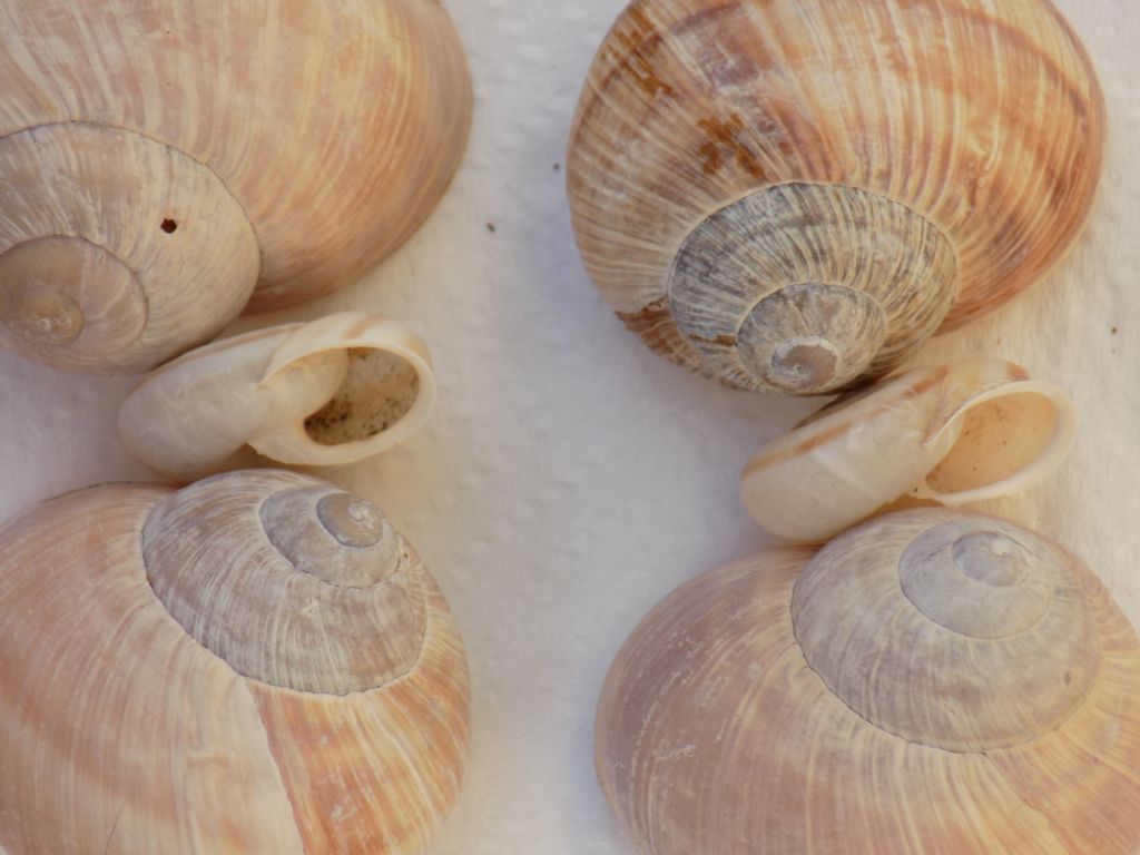 Conferma Chilostoma lefeburianum