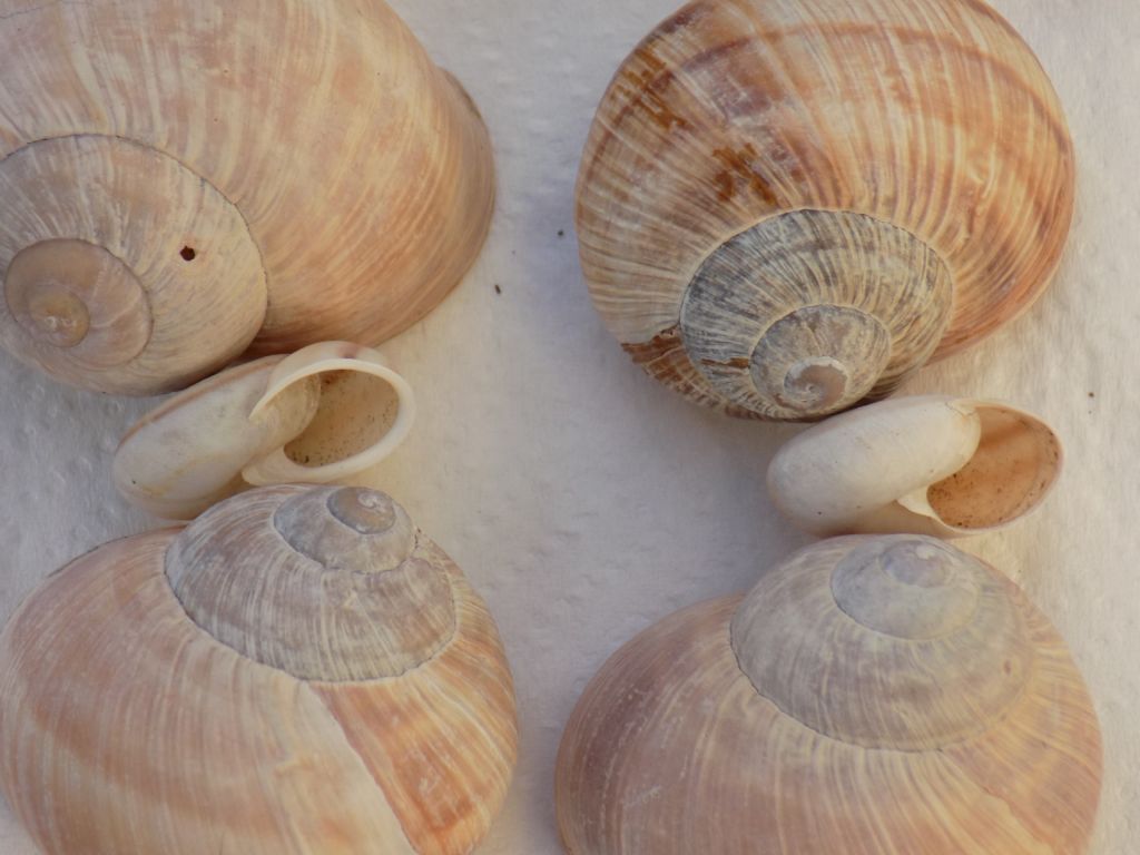 Conferma Chilostoma lefeburianum