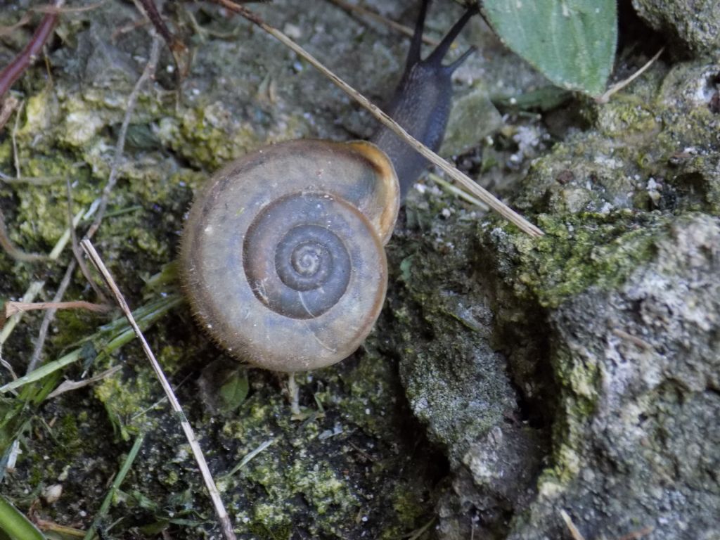 Conferma Chilostoma lefeburianum