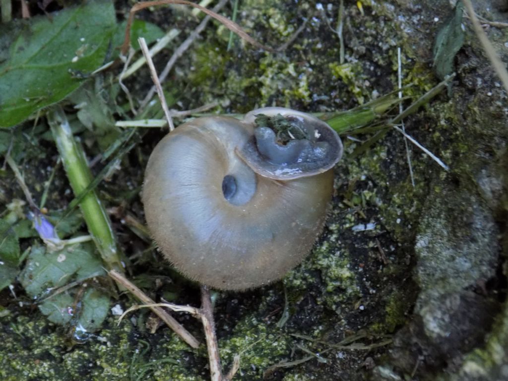 Conferma Chilostoma lefeburianum