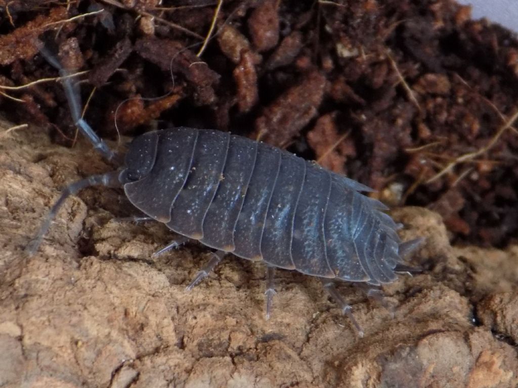 Isopoda: Trachelipus cfr. ratzeburgii (Trachelipodidae)