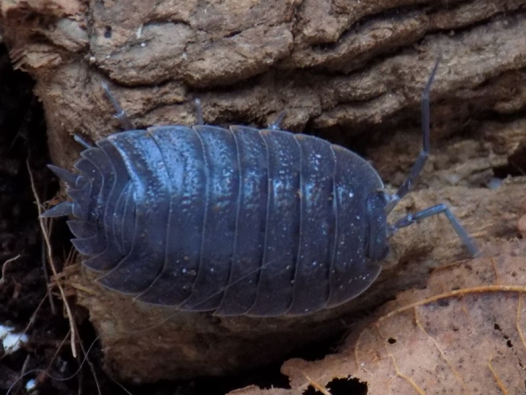 Isopoda: Trachelipus cfr. ratzeburgii (Trachelipodidae)