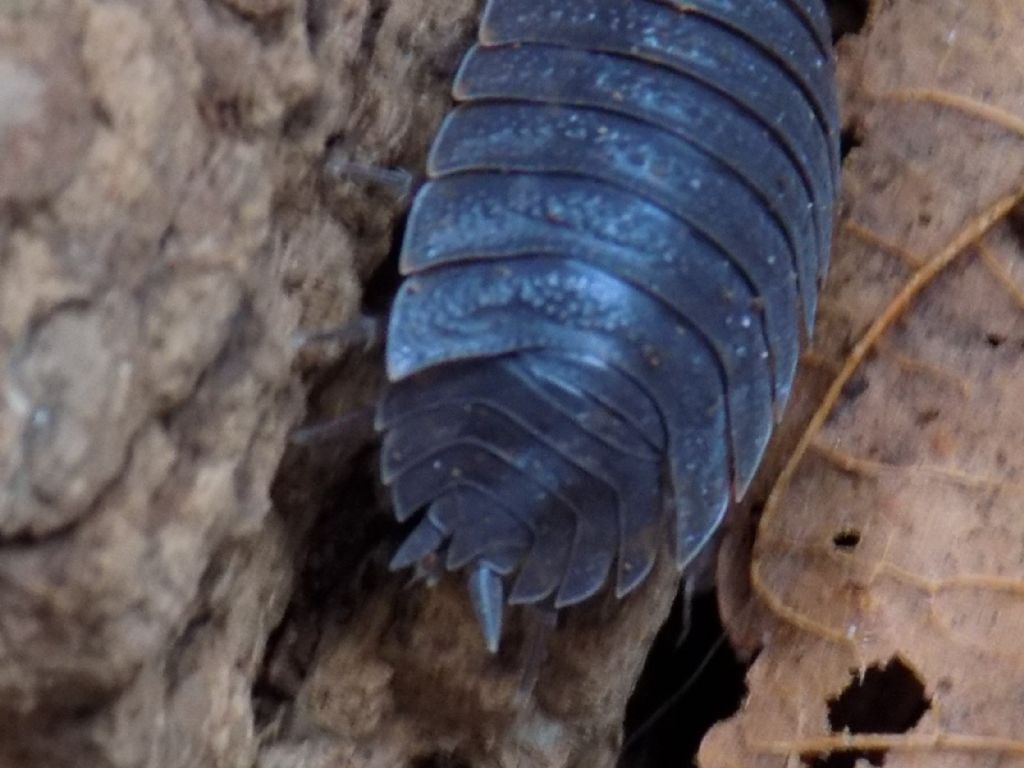 Isopoda: Trachelipus cfr. ratzeburgii (Trachelipodidae)