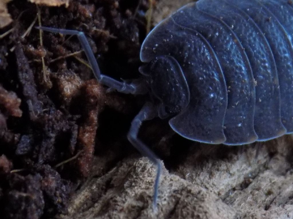 Isopoda: Trachelipus cfr. ratzeburgii (Trachelipodidae)