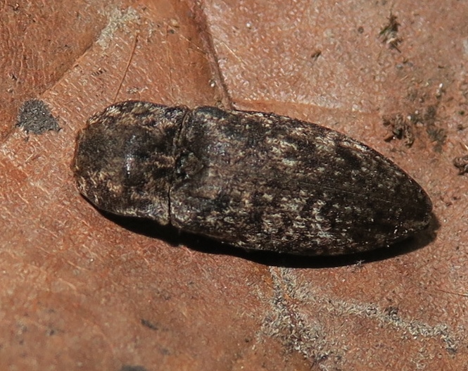 Coleottero senza appendici: Agrypnus murinus (Elateridae)