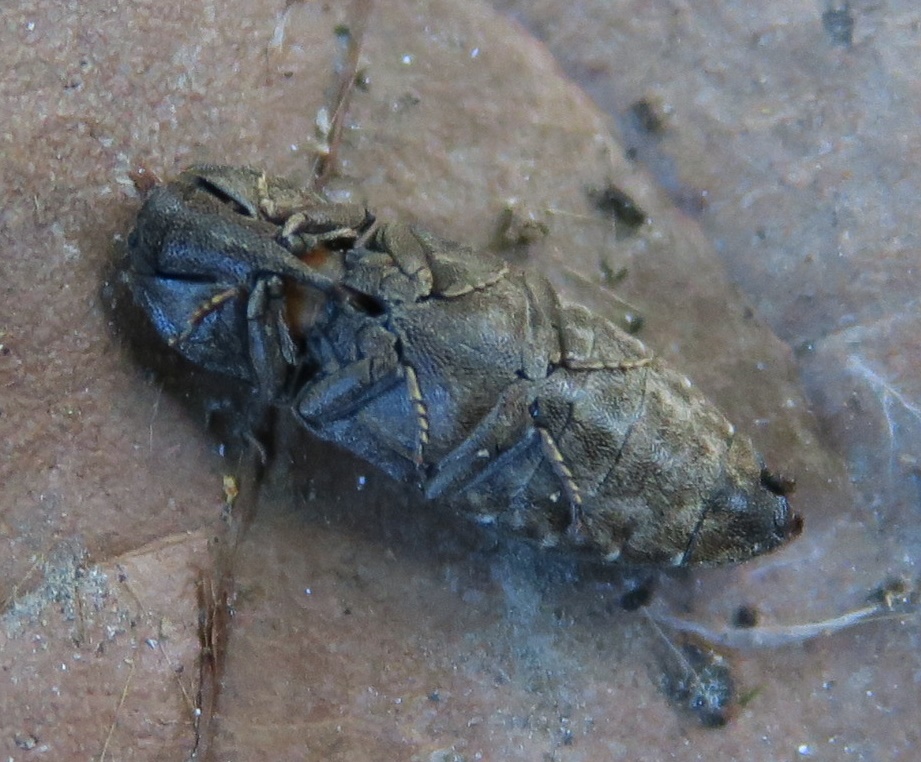 Coleottero senza appendici: Agrypnus murinus (Elateridae)