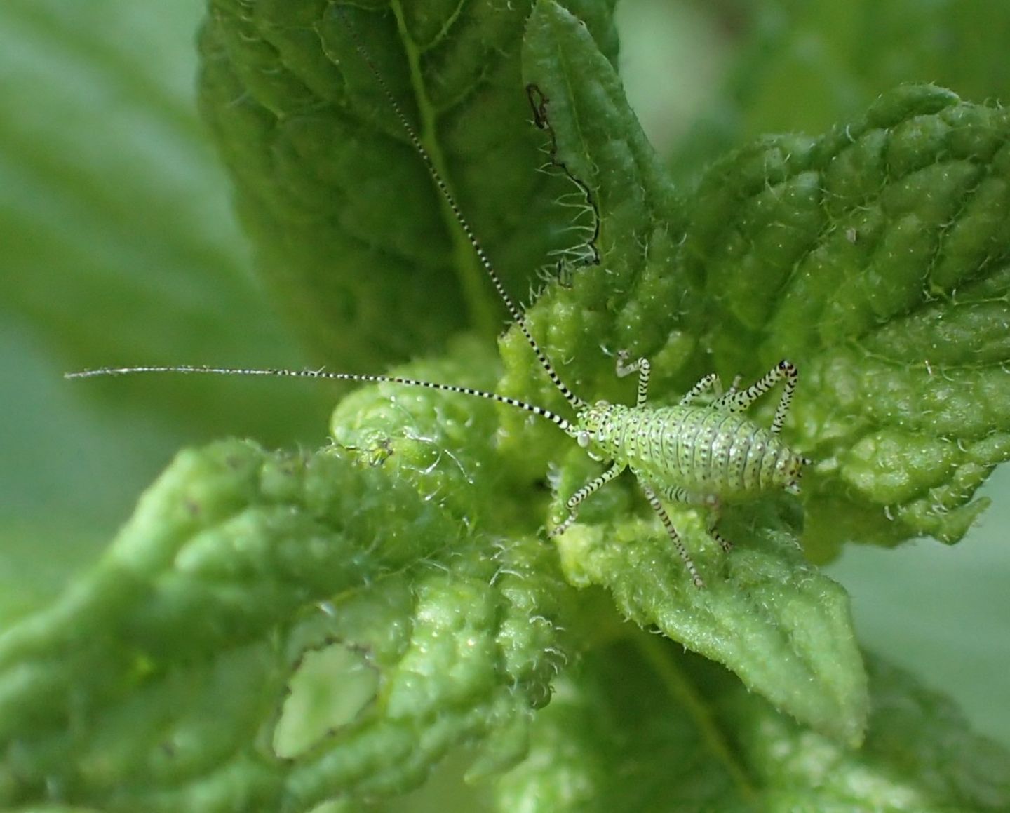 Piccole pesti:  Phaneropteridae Barbitistinae