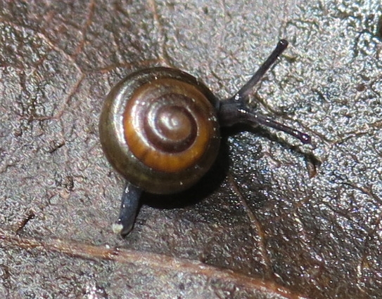 Euconulus