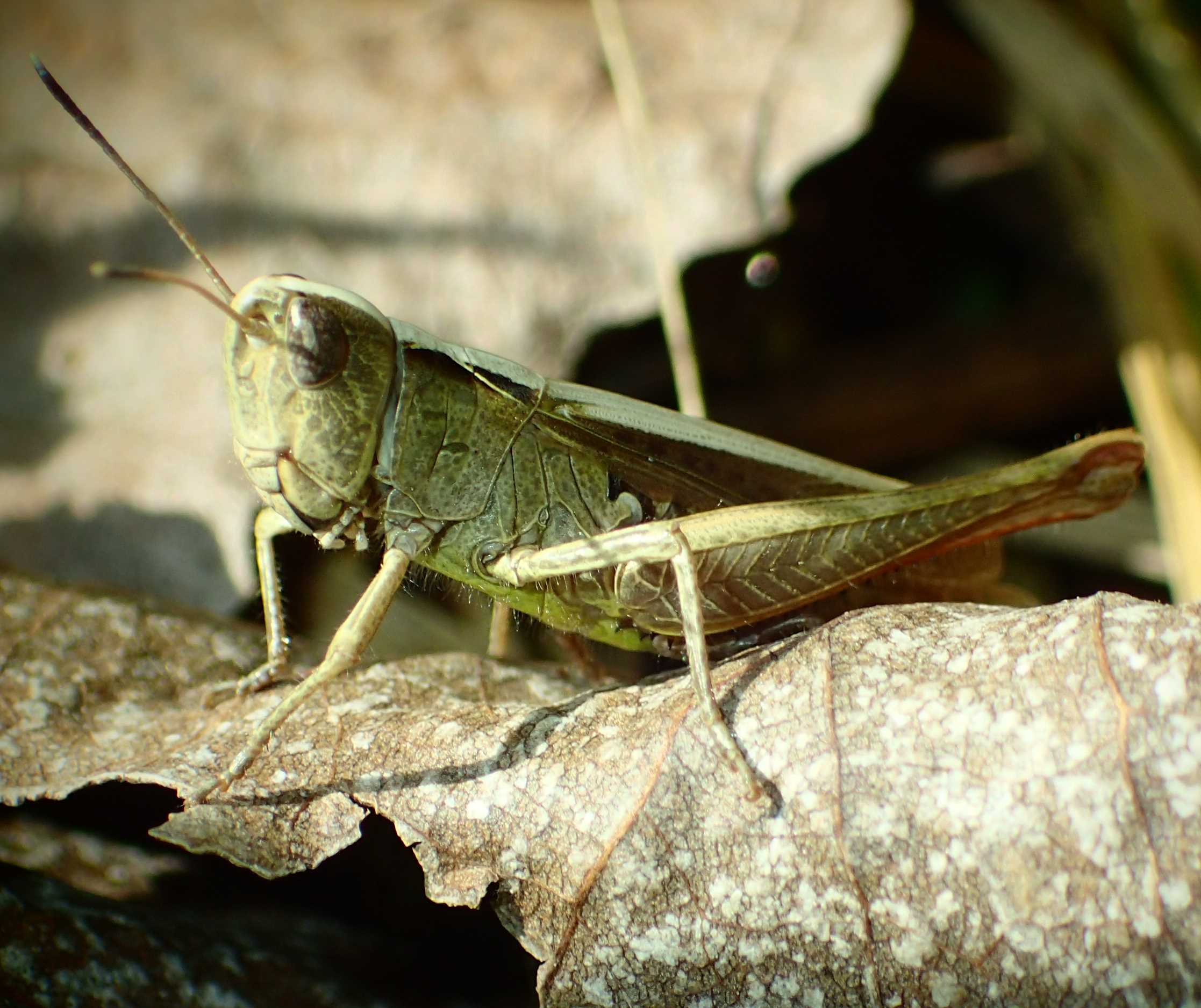 Graziosa cavallettina