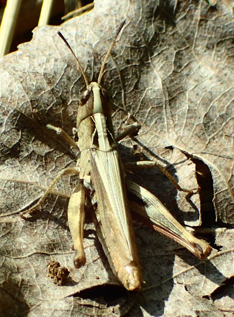 Graziosa cavallettina