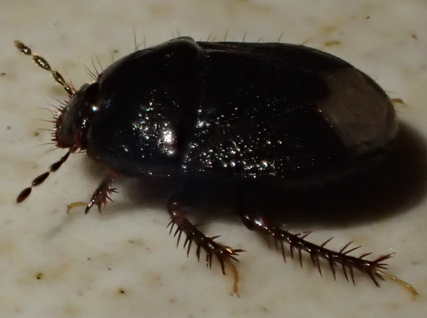 Cydnidae: Microporus o Byrsinus?  cfr. Microporus nigrita