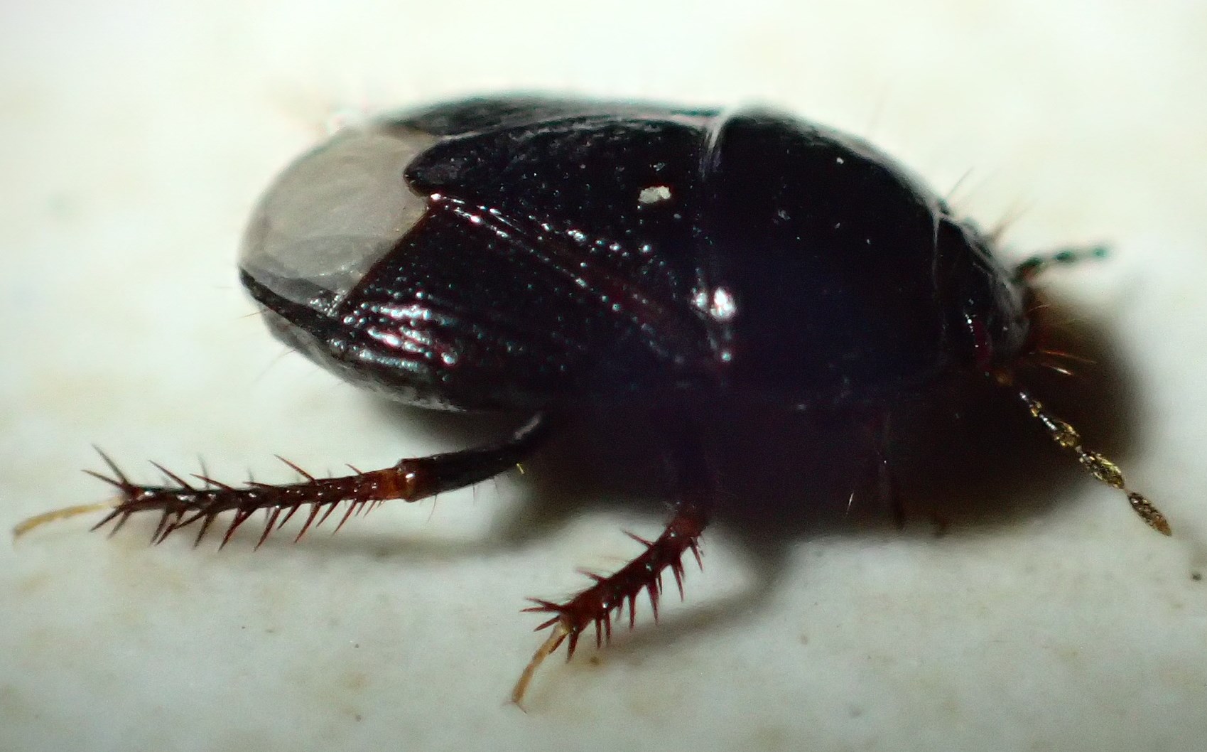 Cydnidae: Microporus o Byrsinus?  cfr. Microporus nigrita