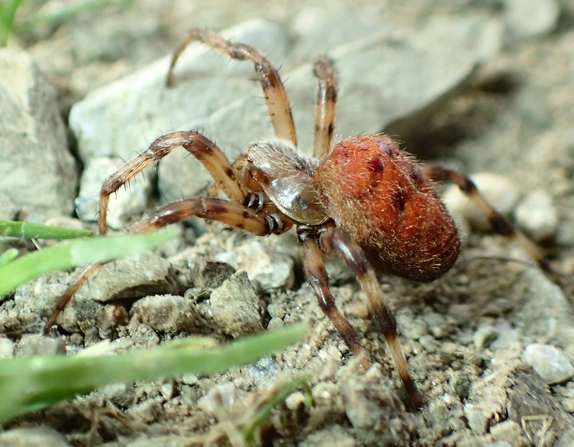 Araneus in montagna