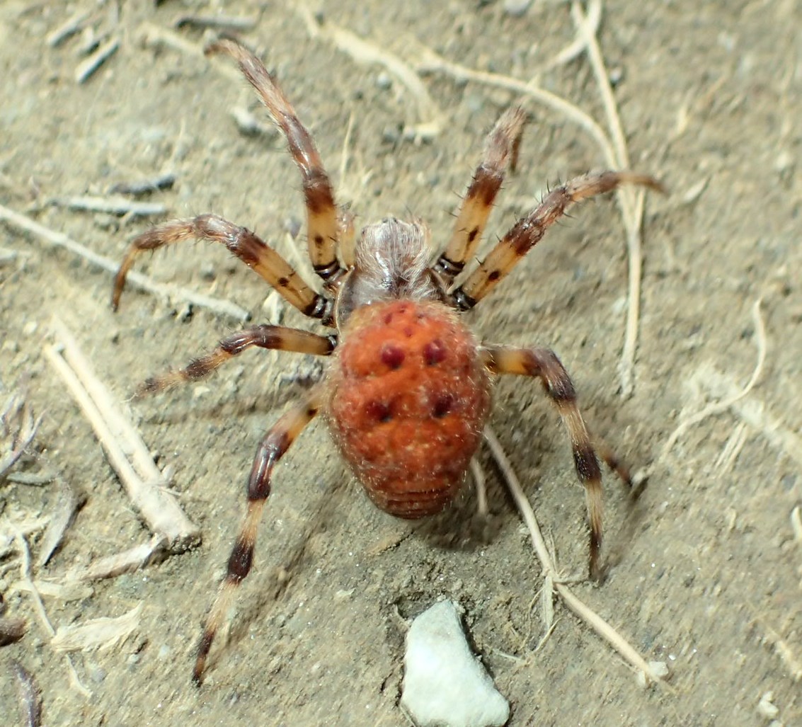 Araneus in montagna