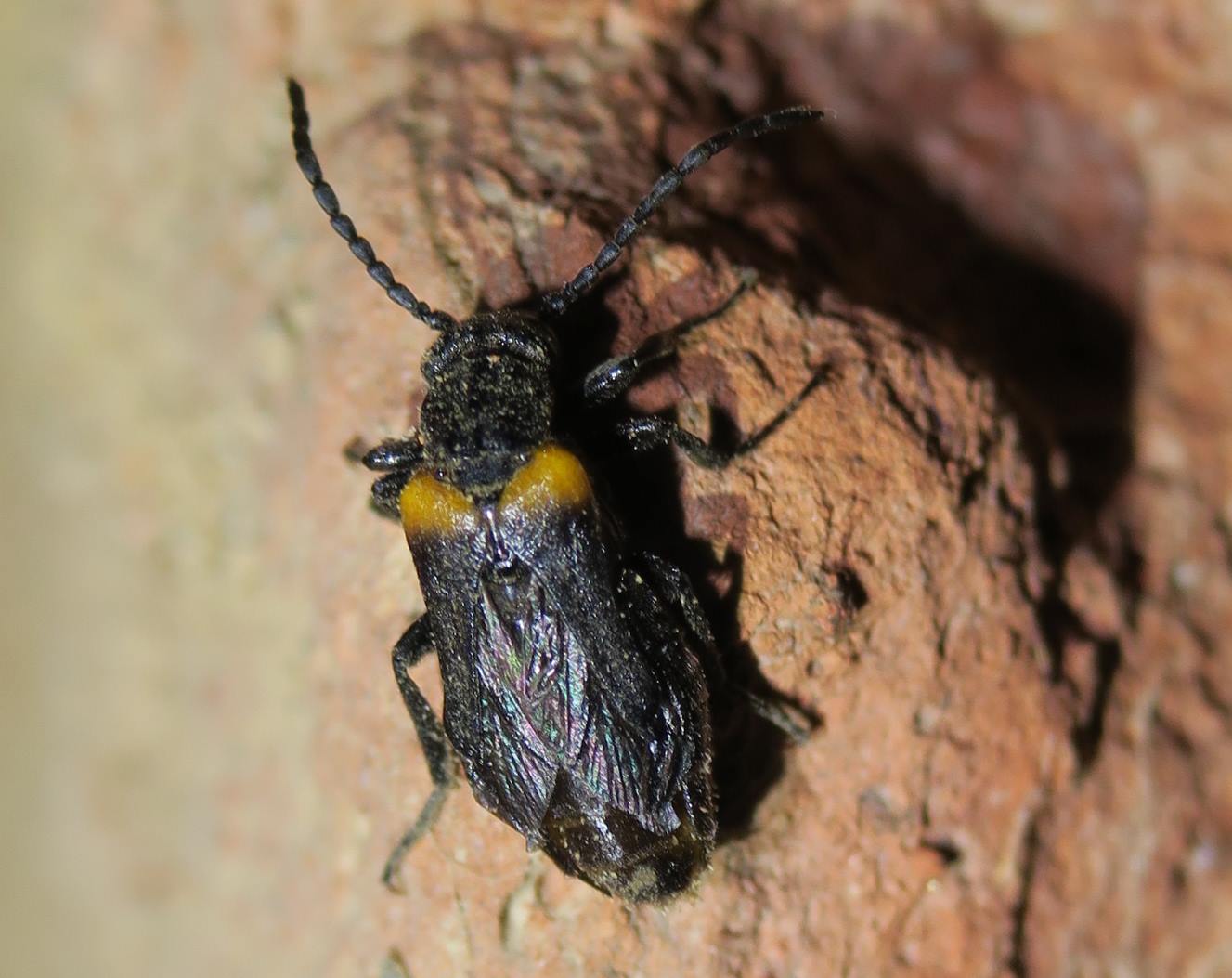 Coleottero?  S, Sitaris muralis (Meloidae)