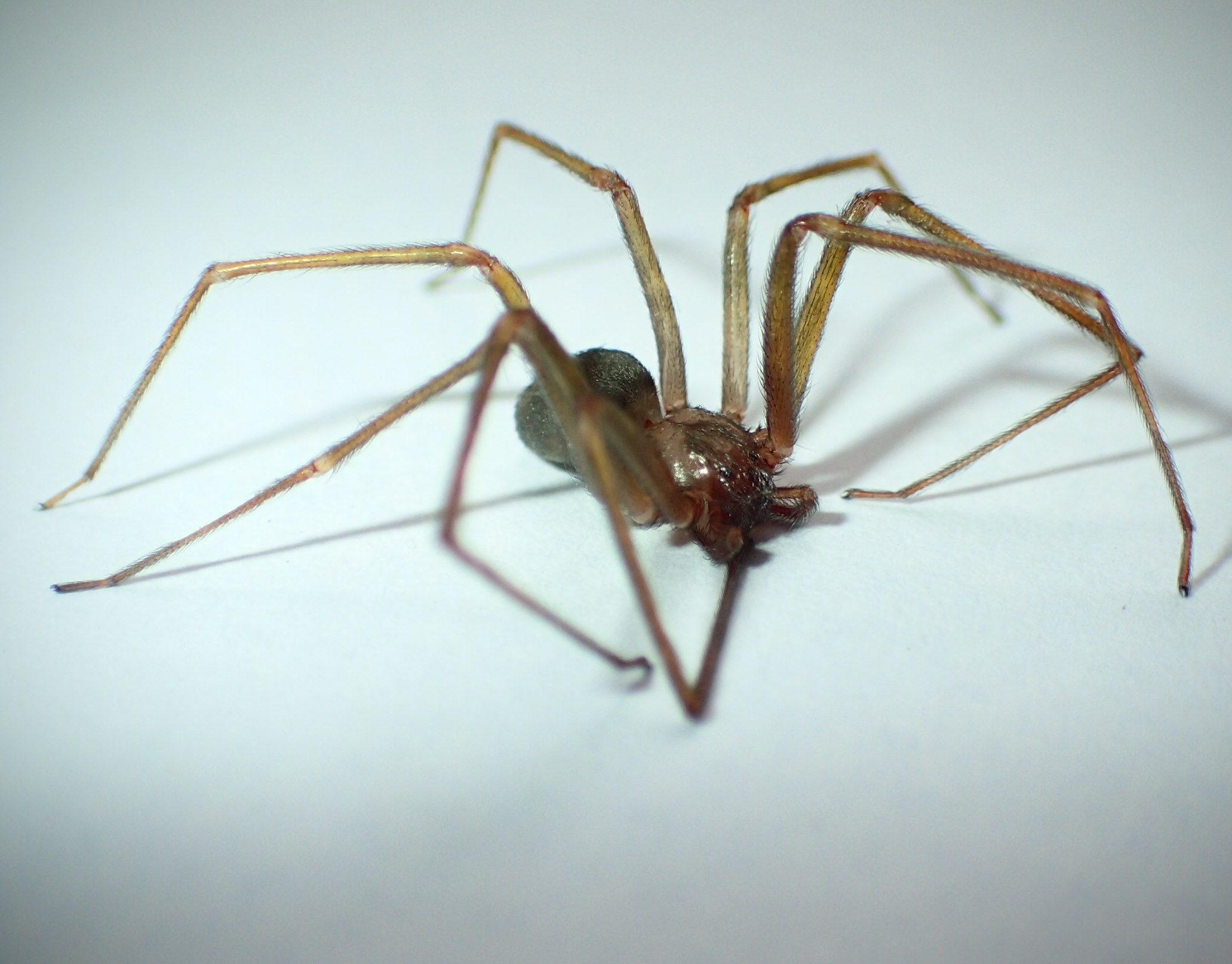 Loxosceles? S, Loxosceles rufescens - Cremona