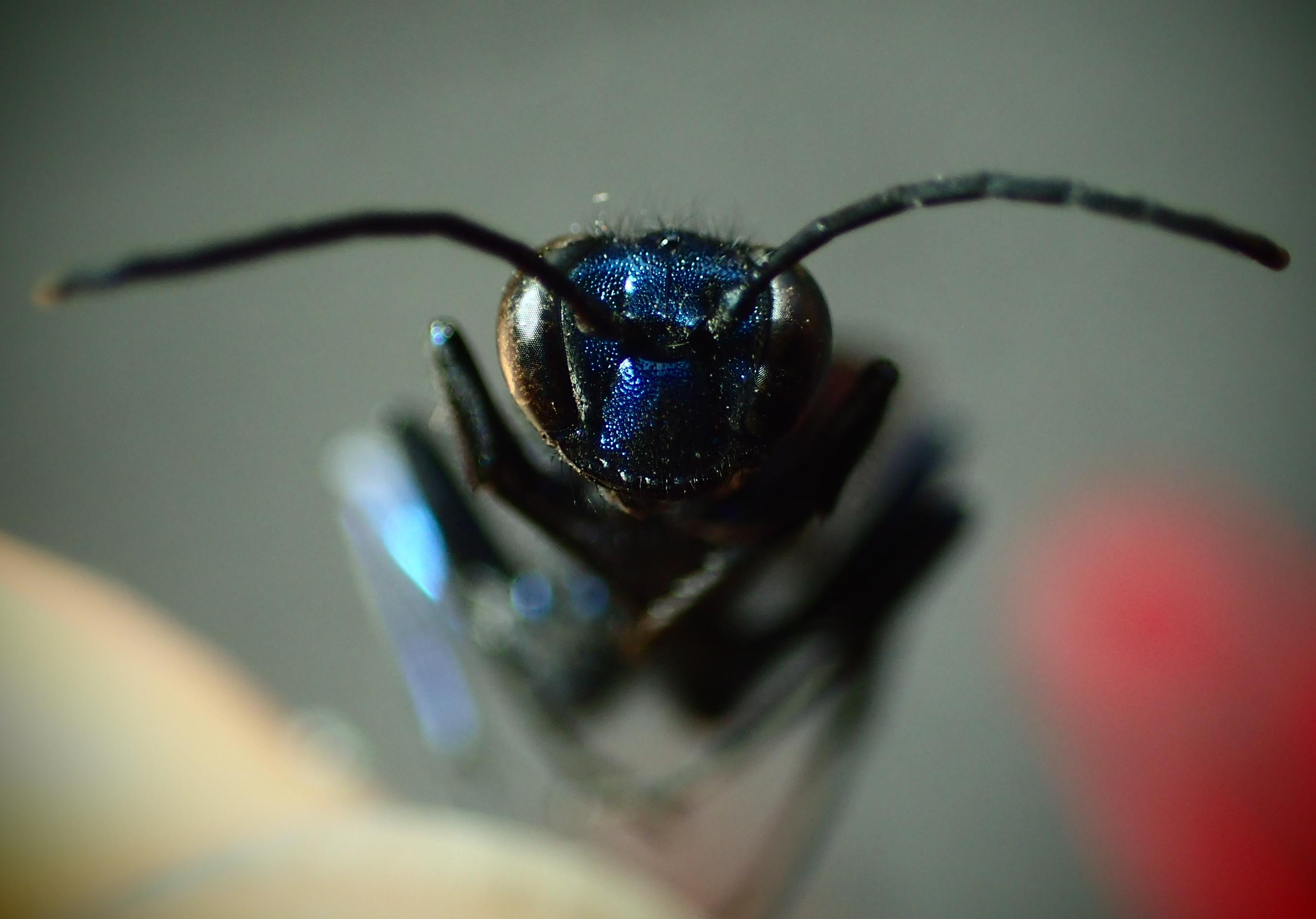 Chalybion sp. ?  S, Chalybion californicum, femmina