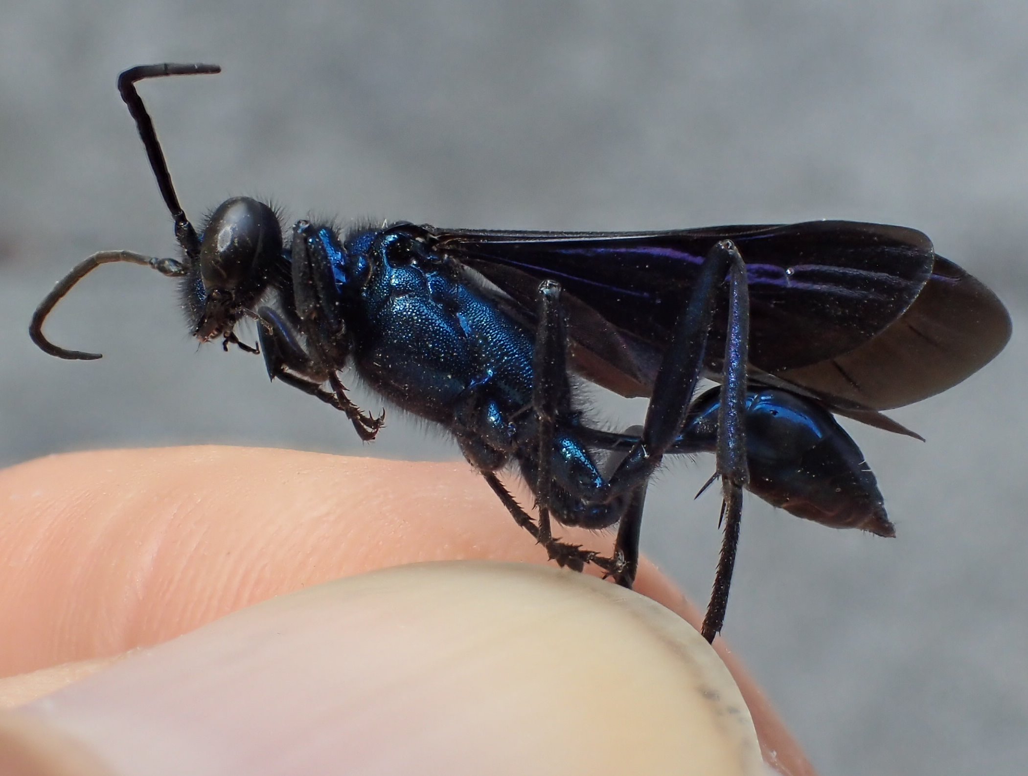 Chalybion sp. ?  S, Chalybion californicum, femmina