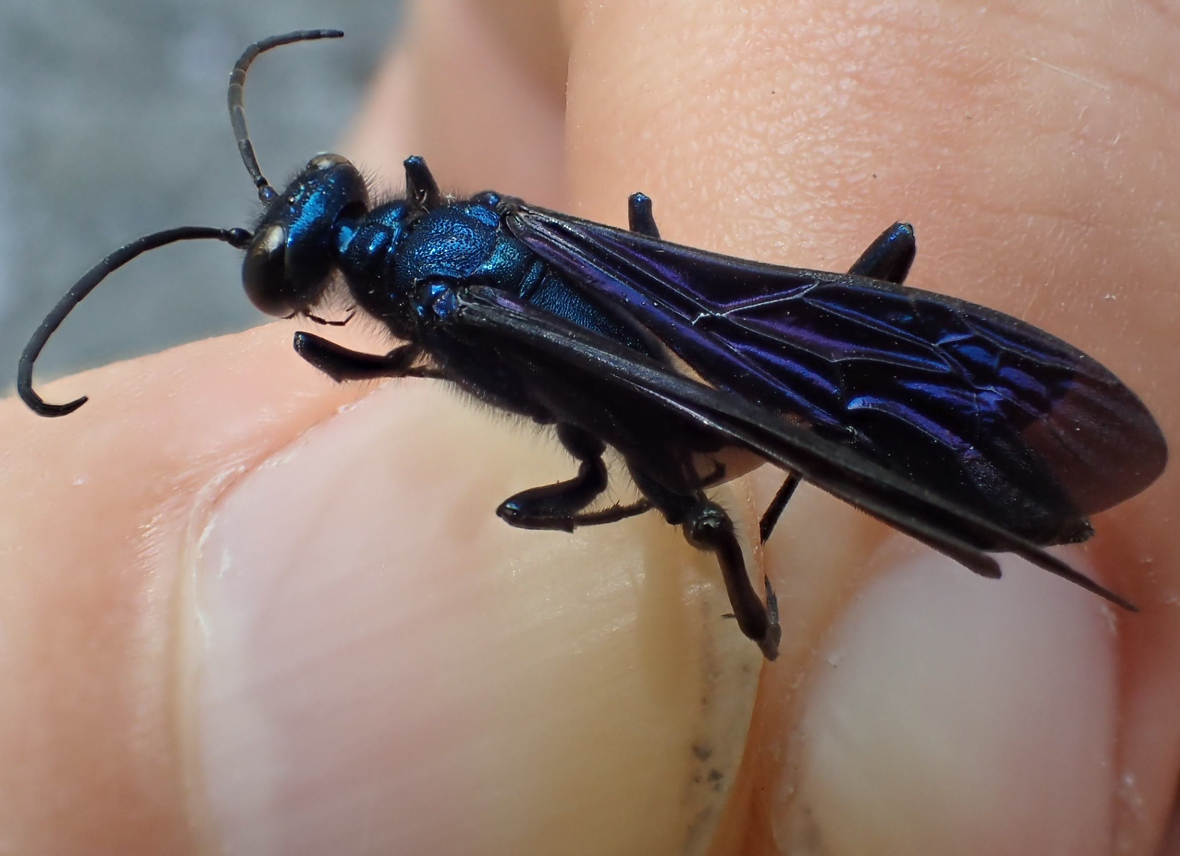 Chalybion sp. ?  S, Chalybion californicum, femmina