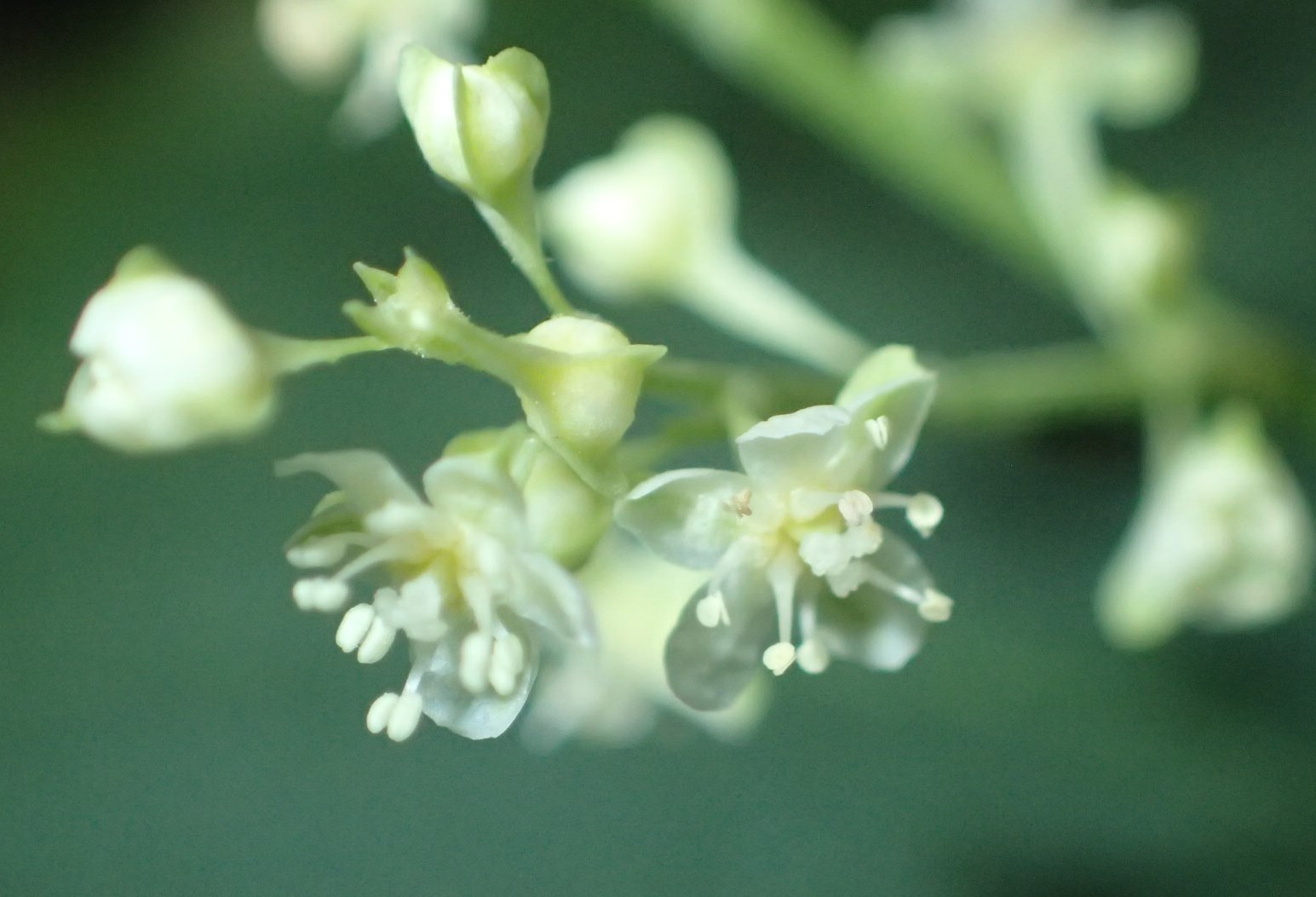 Rampicanti invasivi:  diverse specie di Fallopia sp. (Polygonaceae)