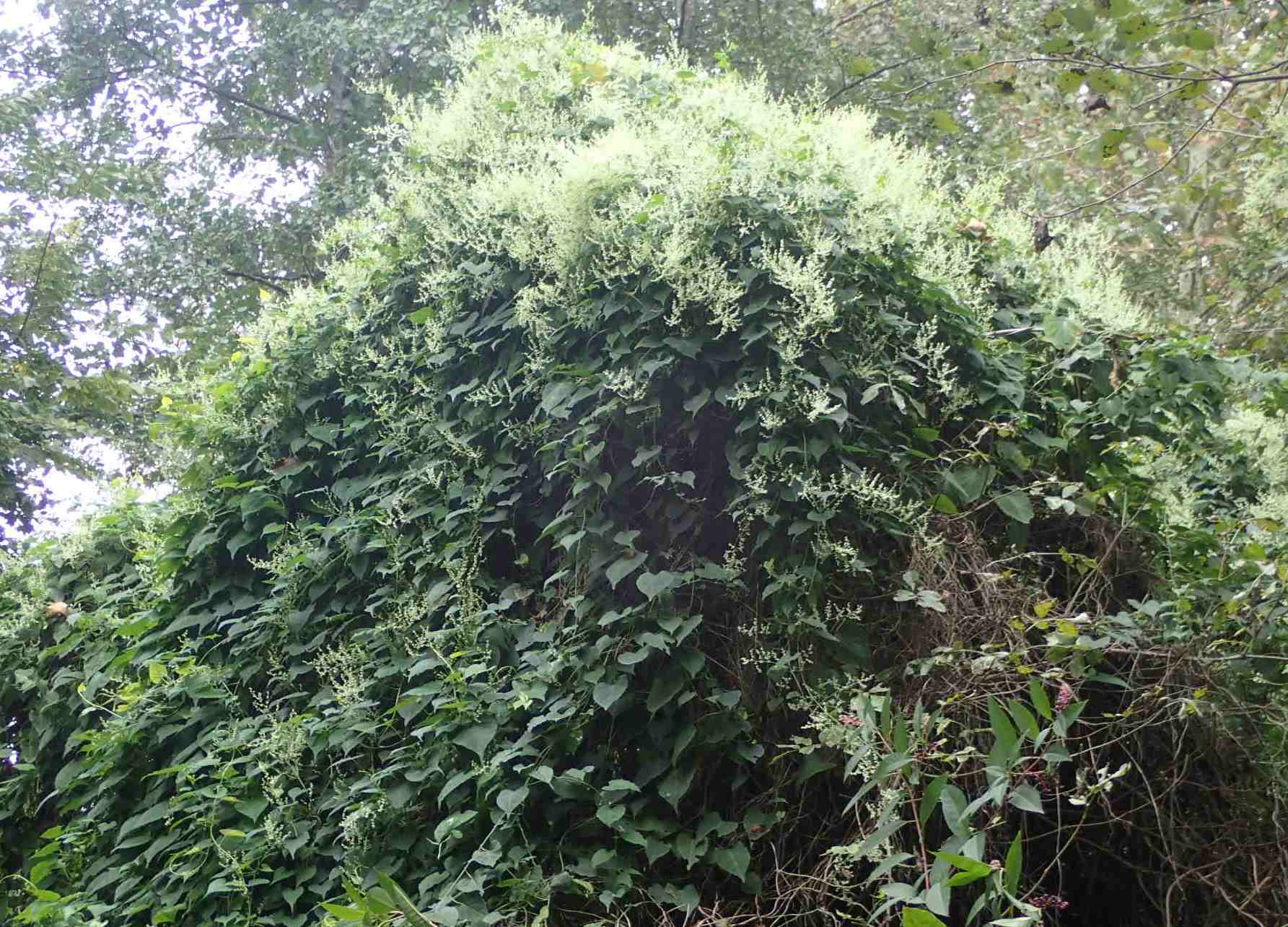 Rampicanti invasivi:  diverse specie di Fallopia sp. (Polygonaceae)